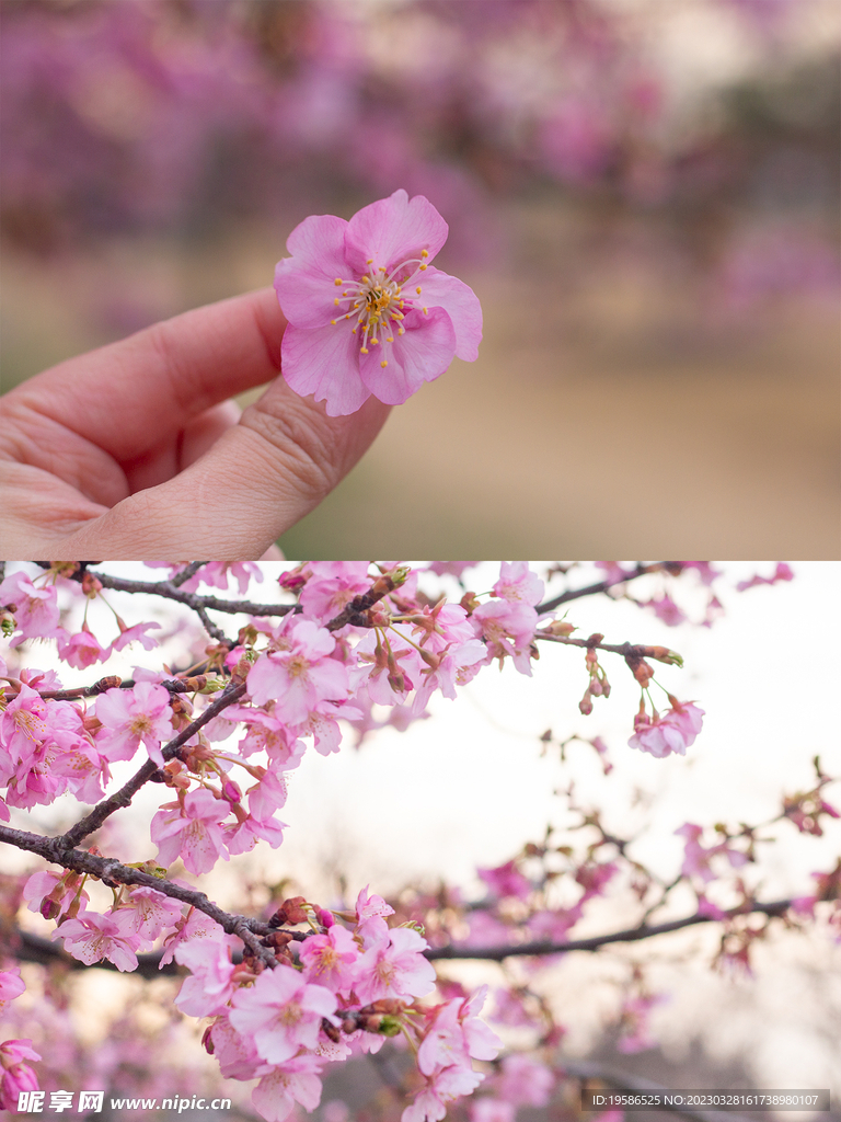 樱花 手持樱花