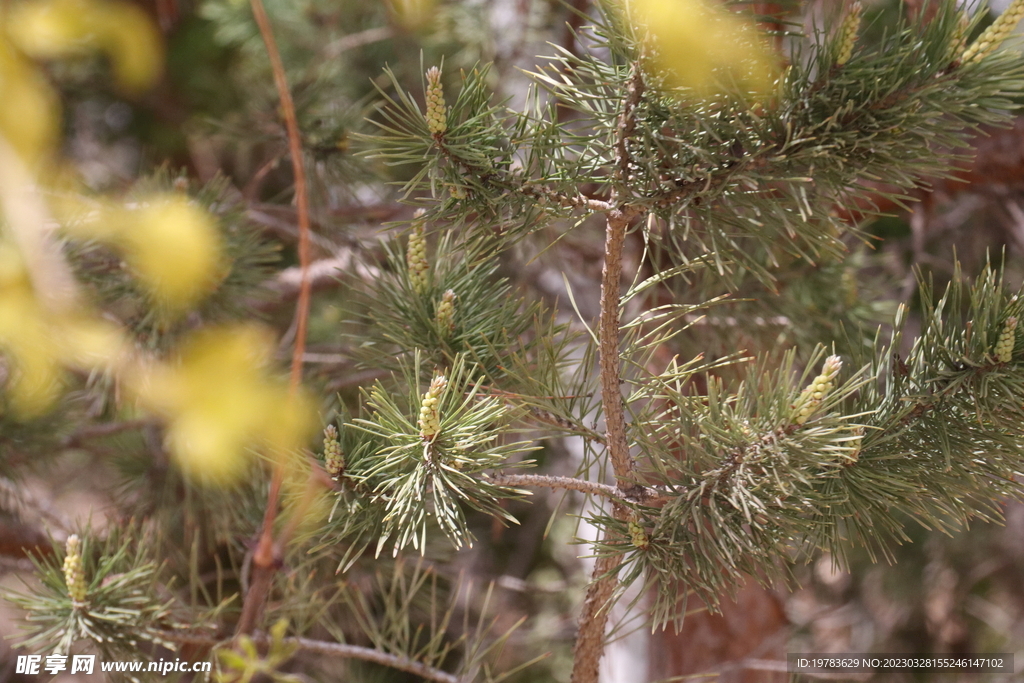 松针树
