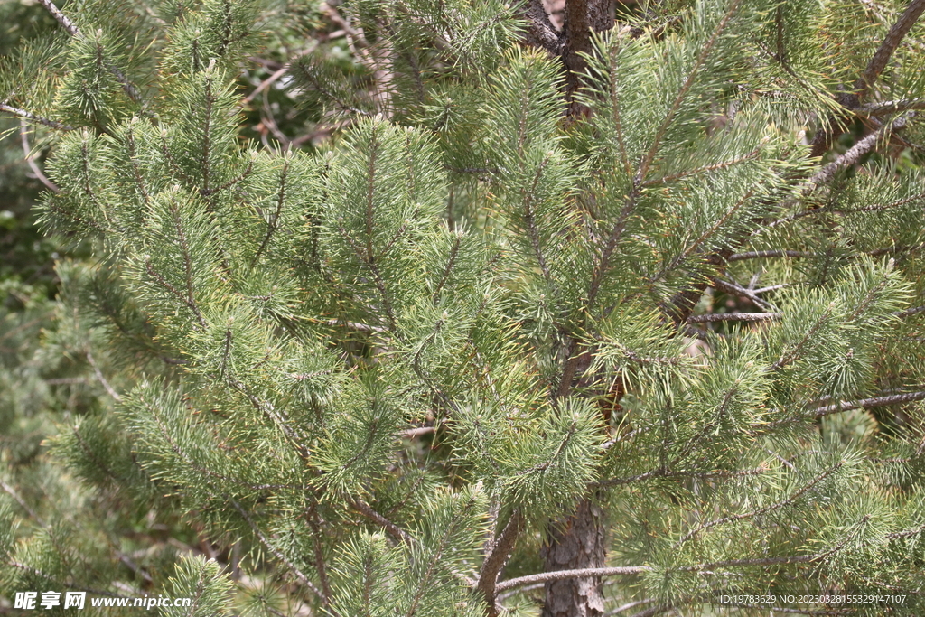 松针树