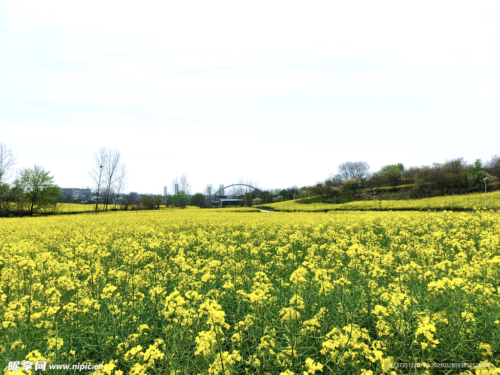 油菜花花田