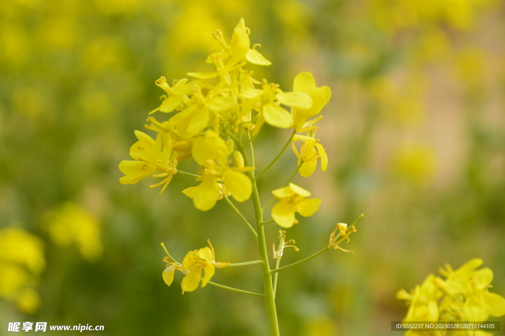 春天一片朵金黄油菜花