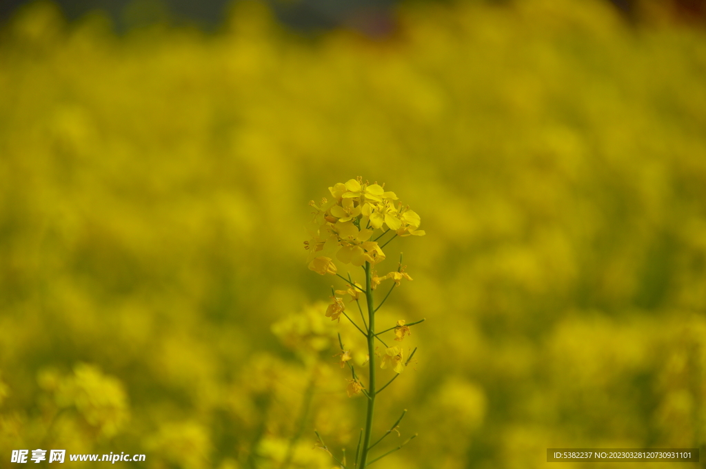 春天一片朵金黄油菜花