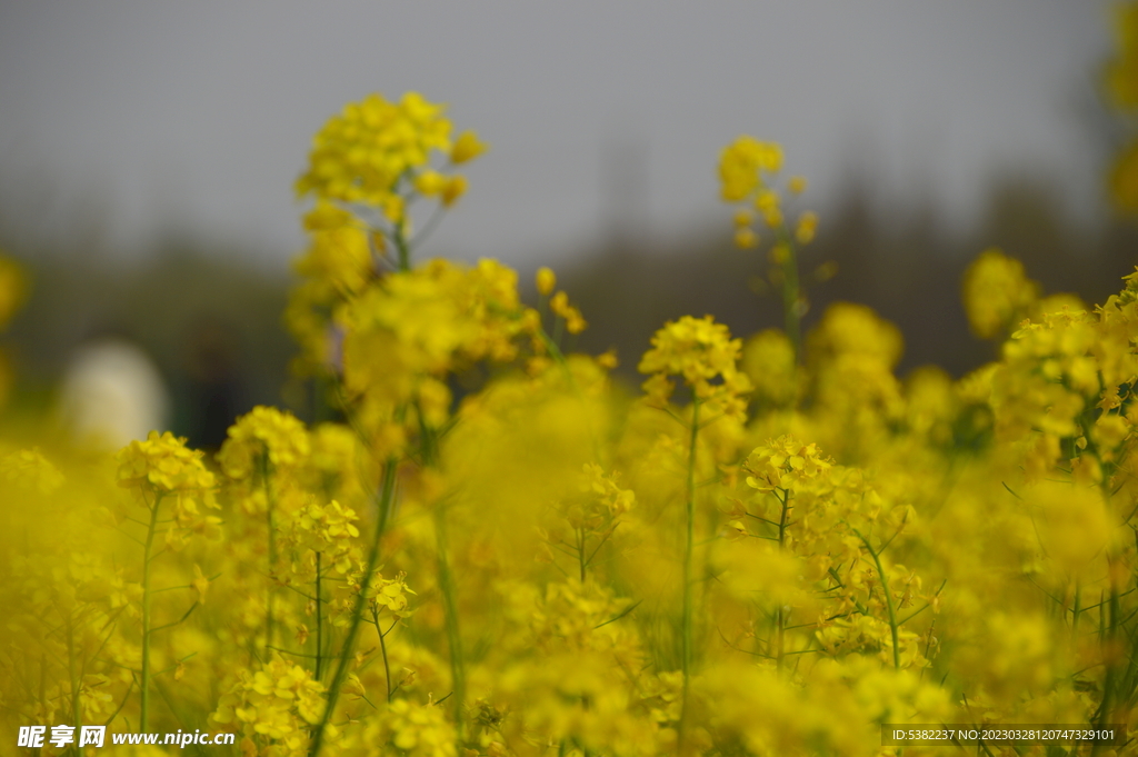 春天一片朵金黄油菜花