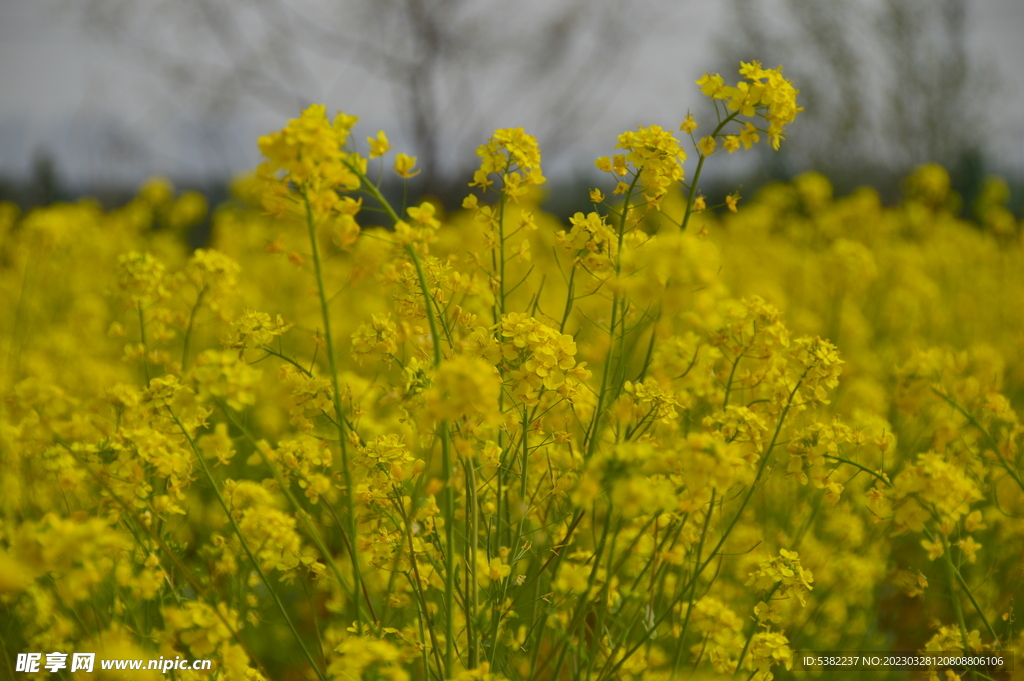 春天一片朵金黄油菜花
