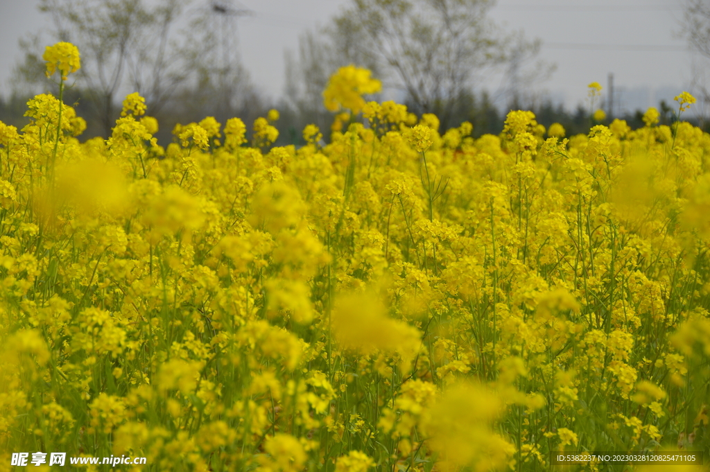 春天一片朵金黄油菜花