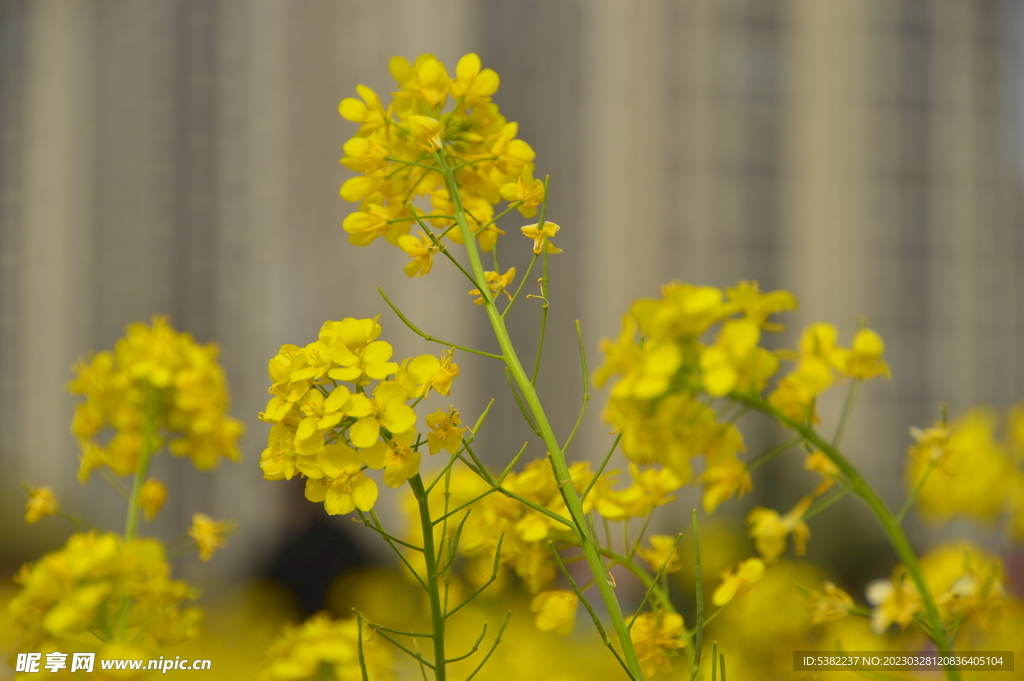 春天一片朵金黄油菜花