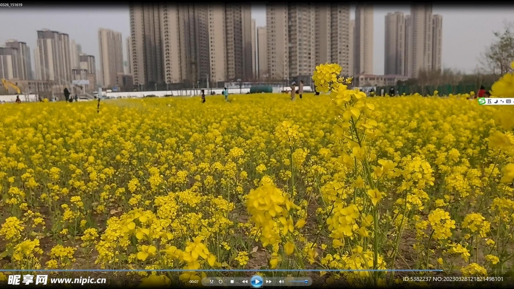 春天一片金黄油菜花视频
