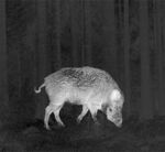 动物红外线热成像 