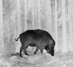 动物红外线热成像 