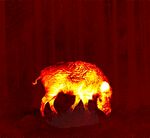 动物红外线热成像 