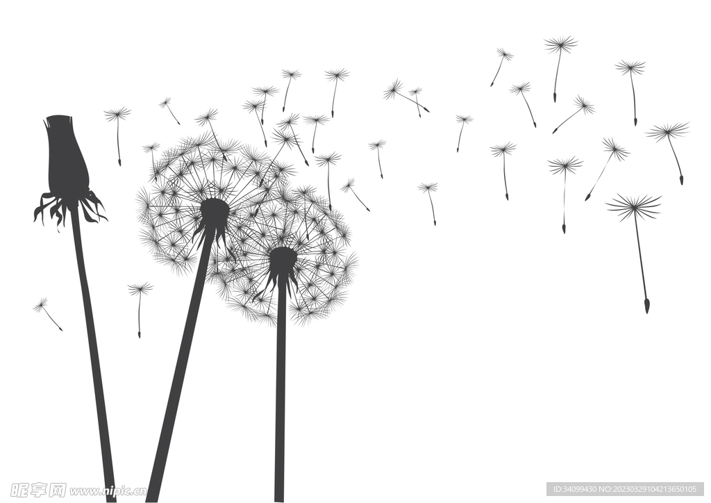 卡通蒲公英