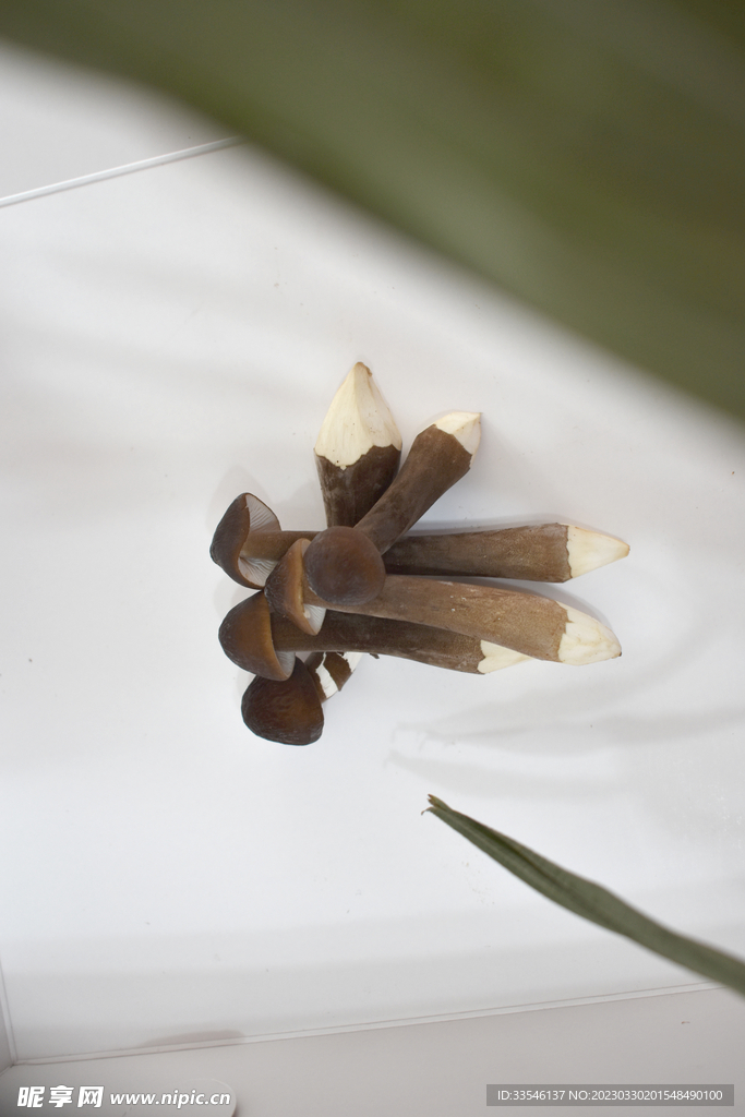 黑皮鸡枞菌俯拍