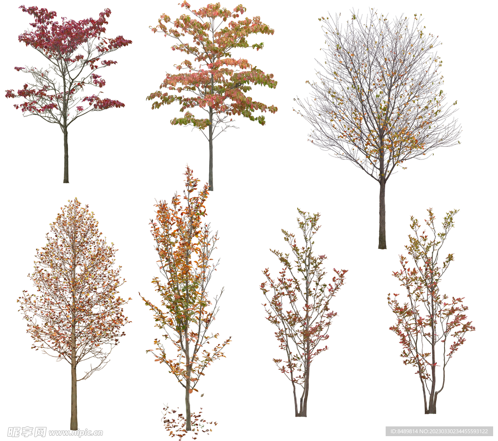 乔木 树木 花树图片