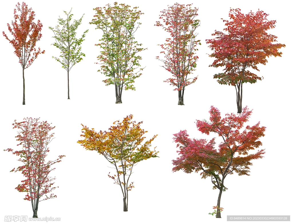 乔木 树木 花树图片