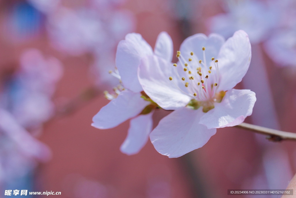 桃花 粉色 鲜艳 春天 花朵 