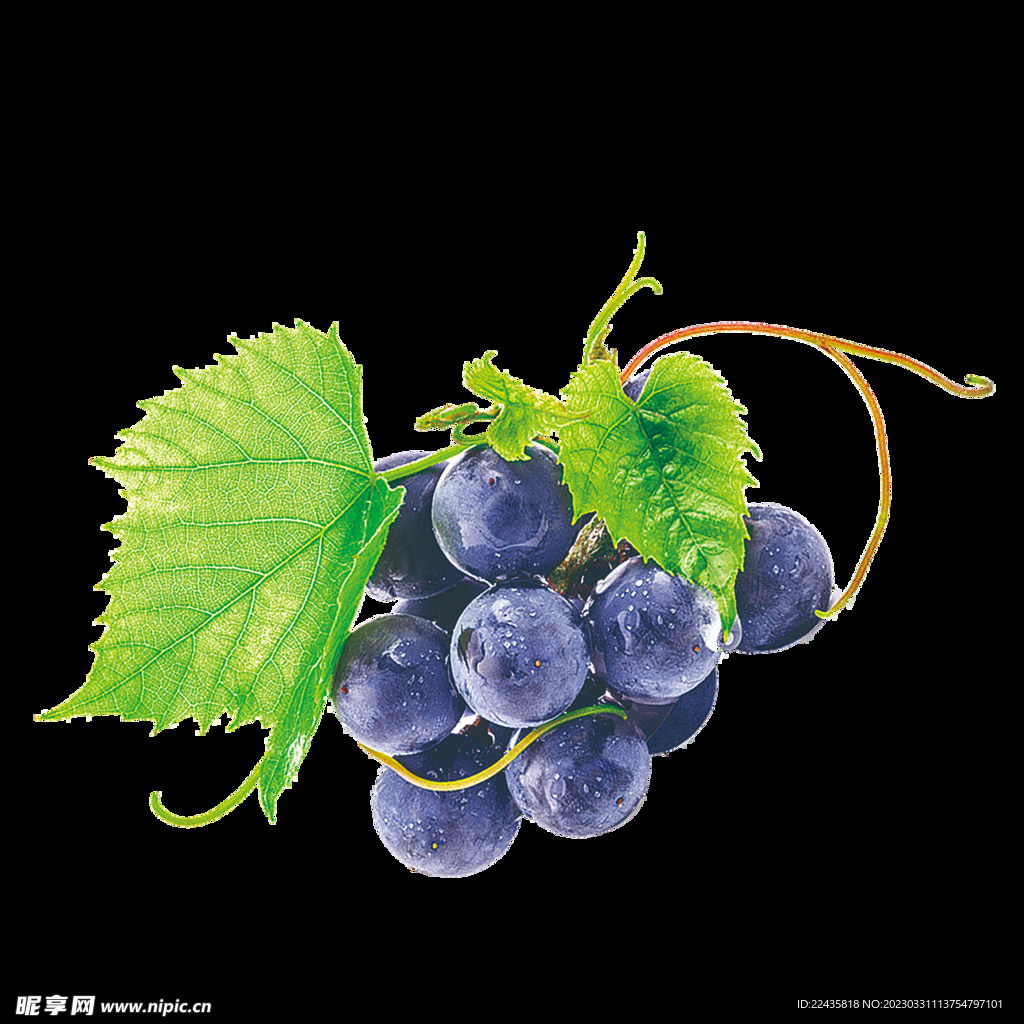 紫葡萄PNG免抠素材