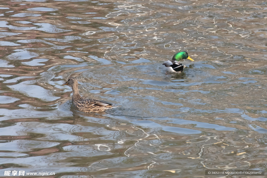 水中鸭