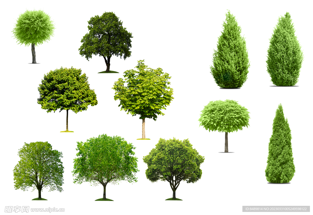 乔木 树木 花树图片