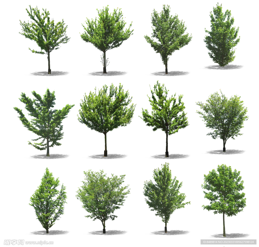 乔木 树木 花树图片