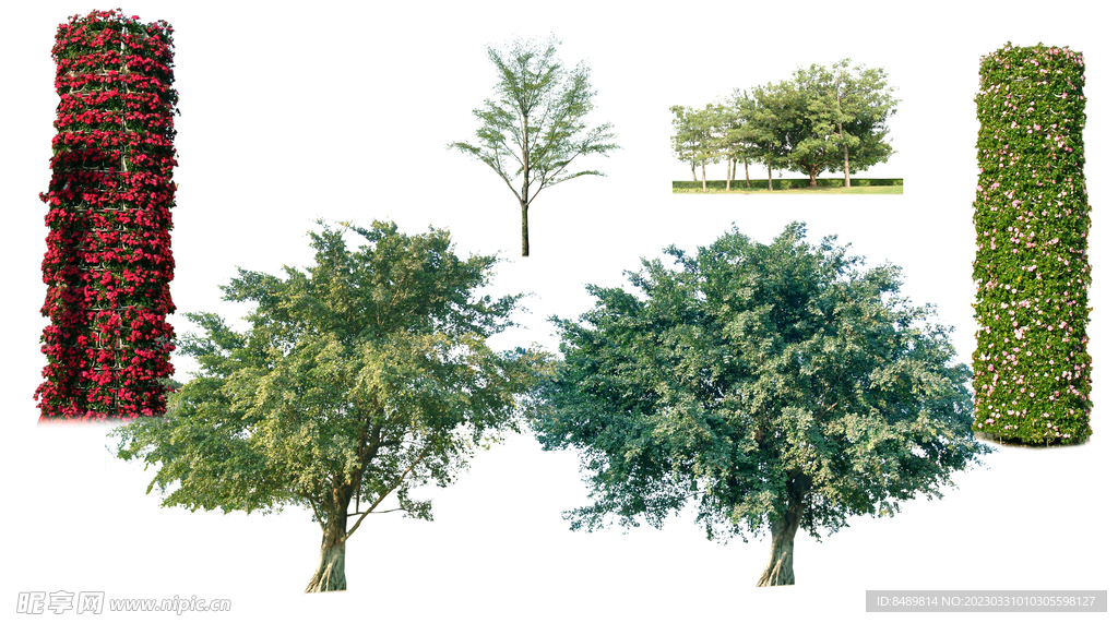 乔木 树木 花树图片