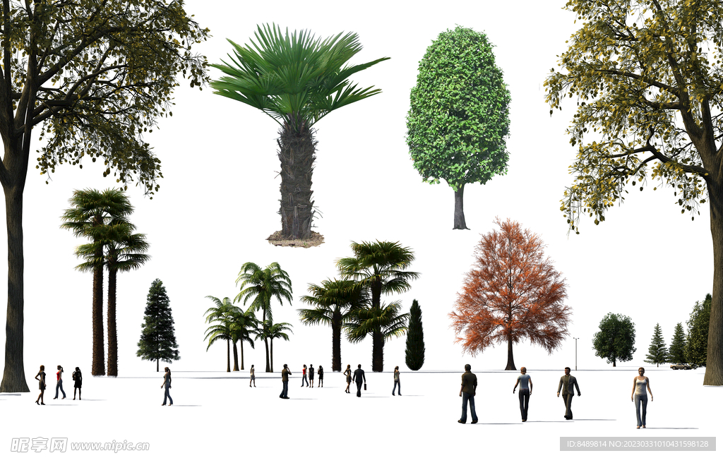 乔木 树木 花树图片