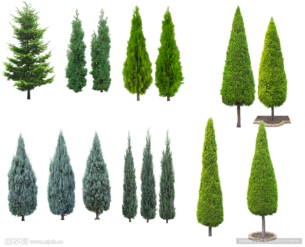 乔木 树木 花树图片