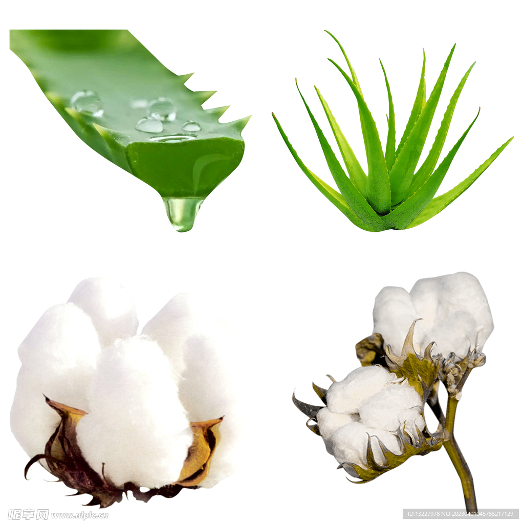 芦荟和棉花