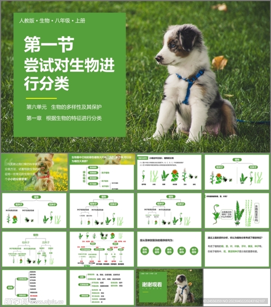 尝试对生物进行分类