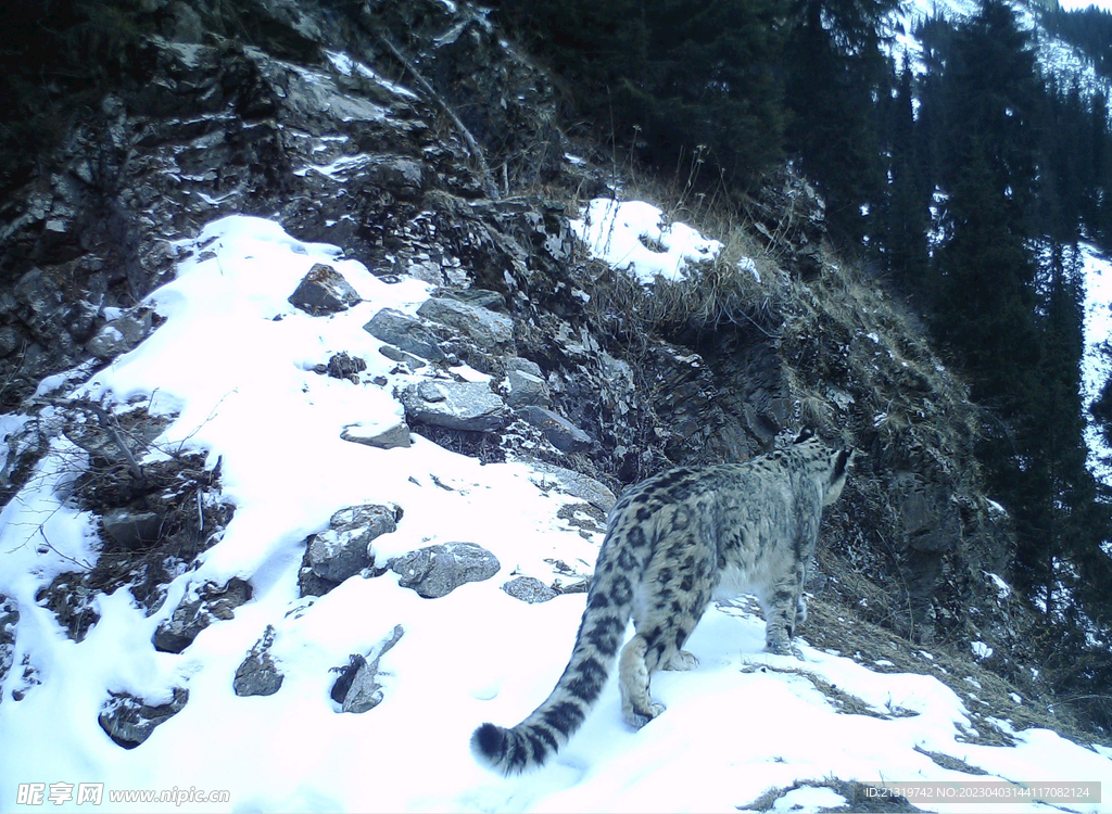 雪豹高清图 