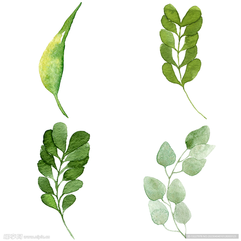 手绘叶子藤蔓  