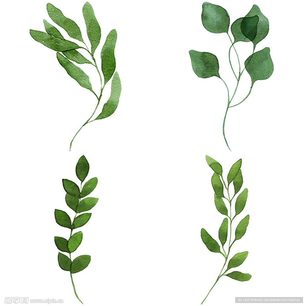 手绘叶子藤蔓  