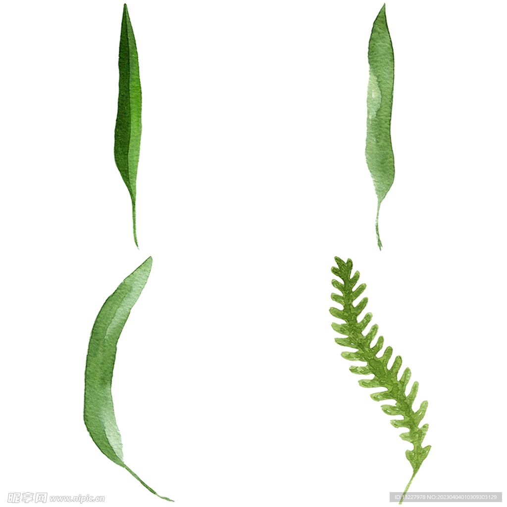 手绘叶子藤蔓  