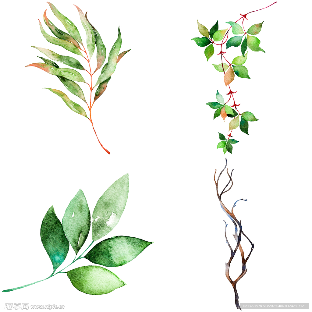 手绘叶子藤蔓  