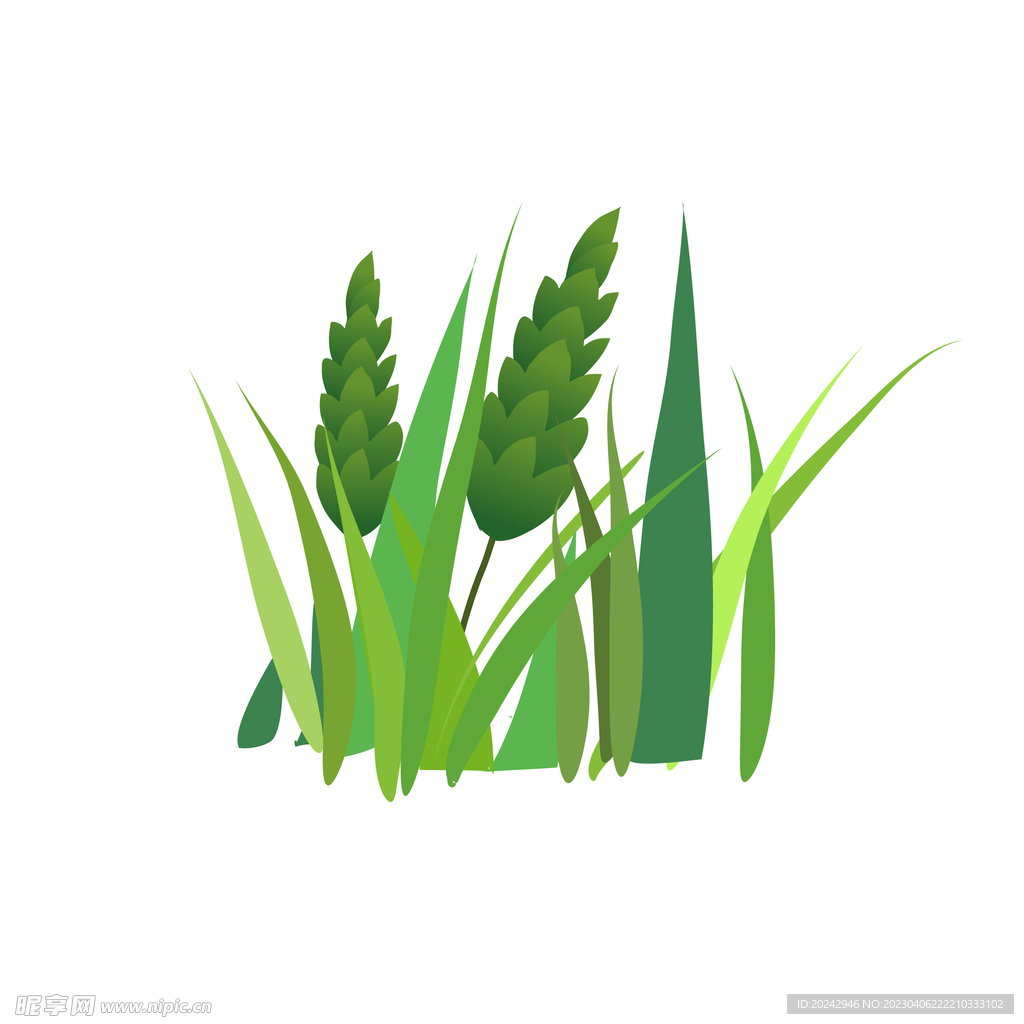 绿色麦穗
