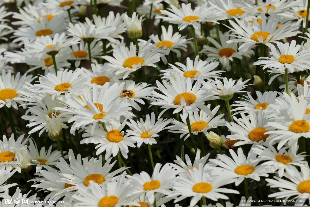 白色小雏菊花海