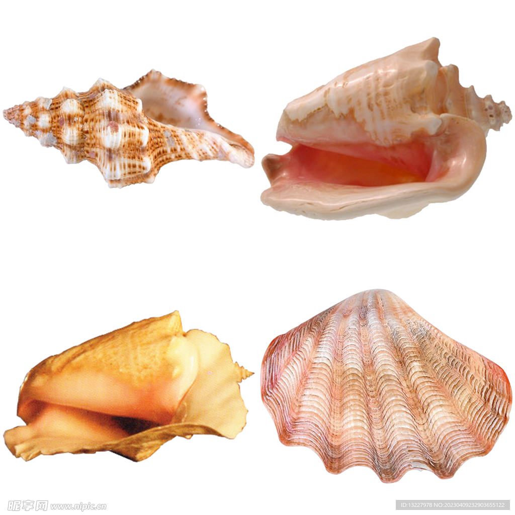 海螺 