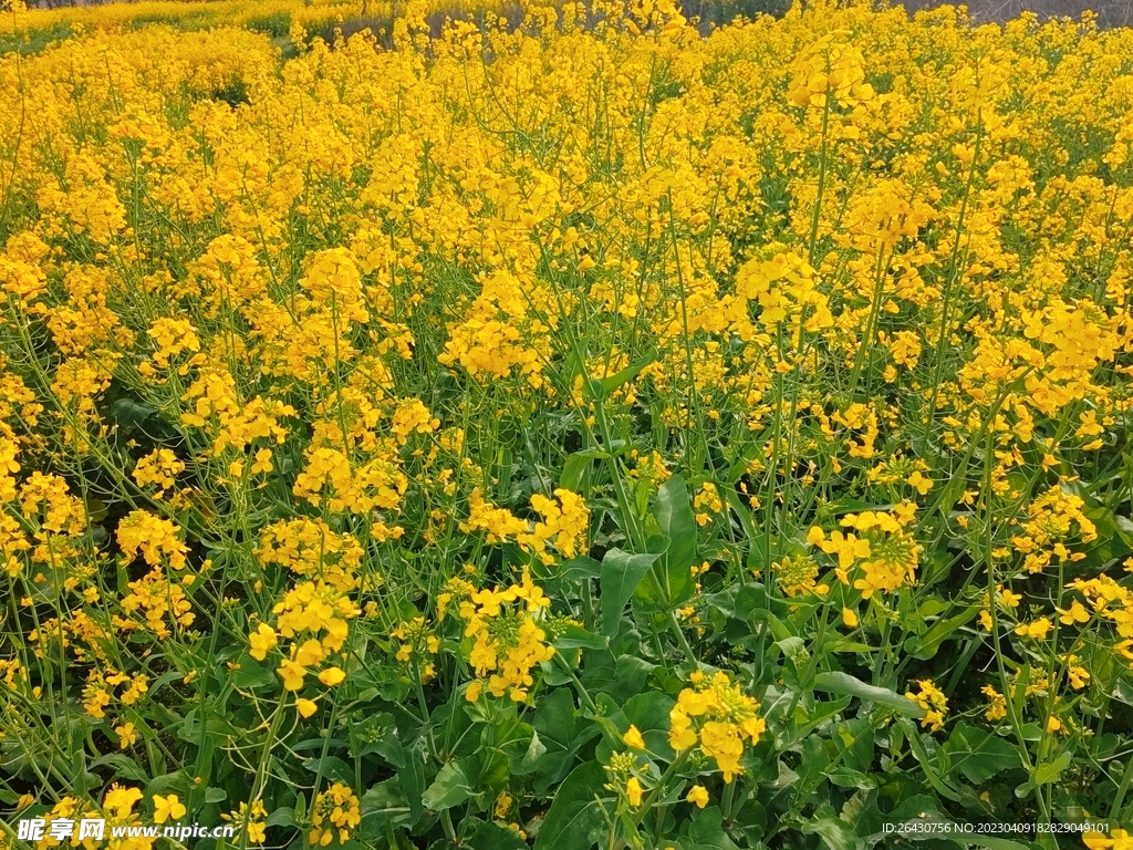油菜花海