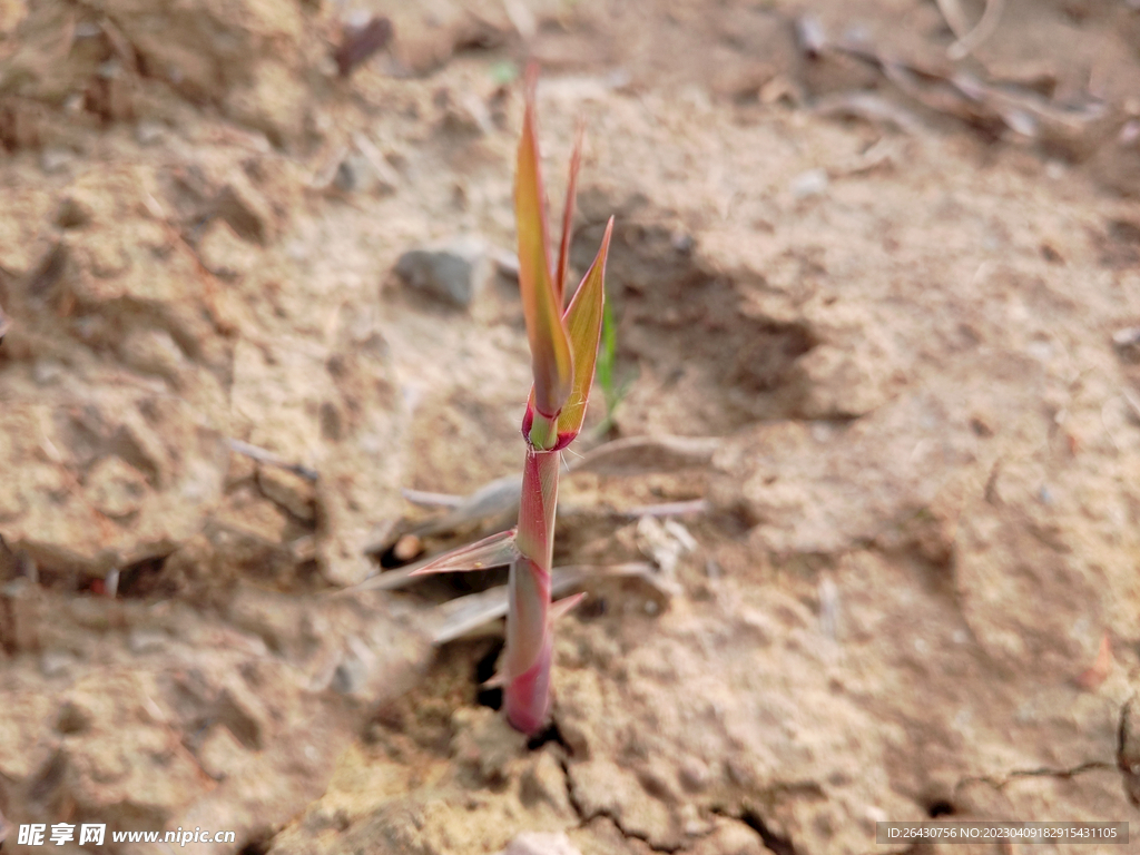芦苇嫩芽