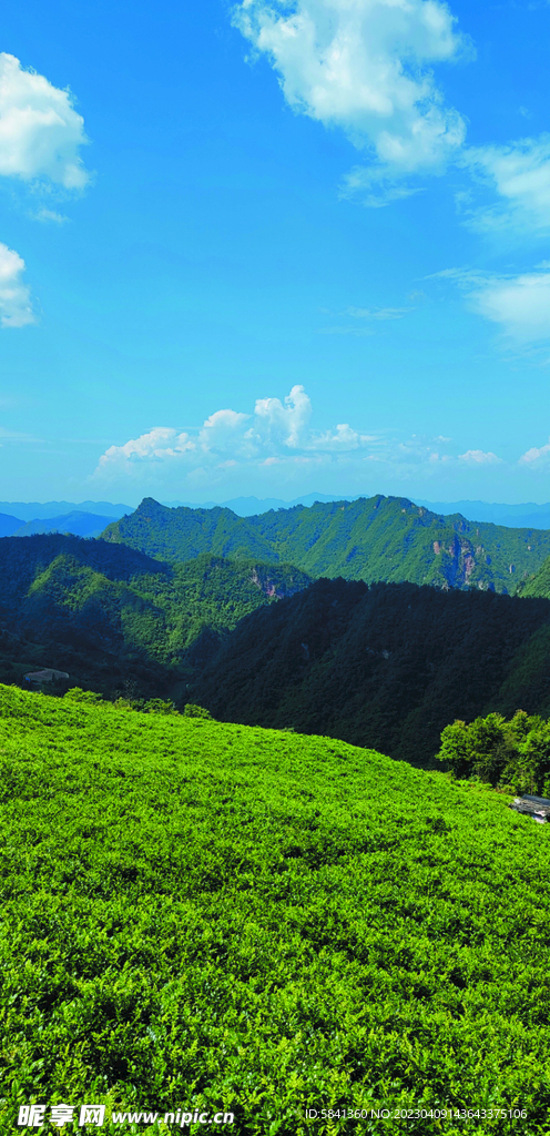 莓茶园  高山  蓝天
