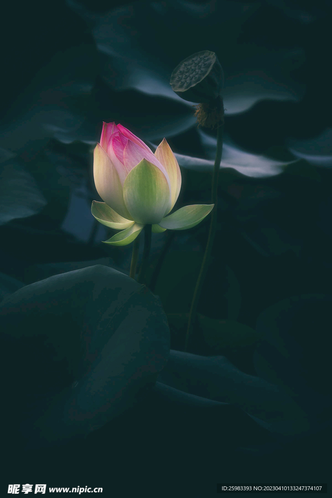 小荷又露尖尖角