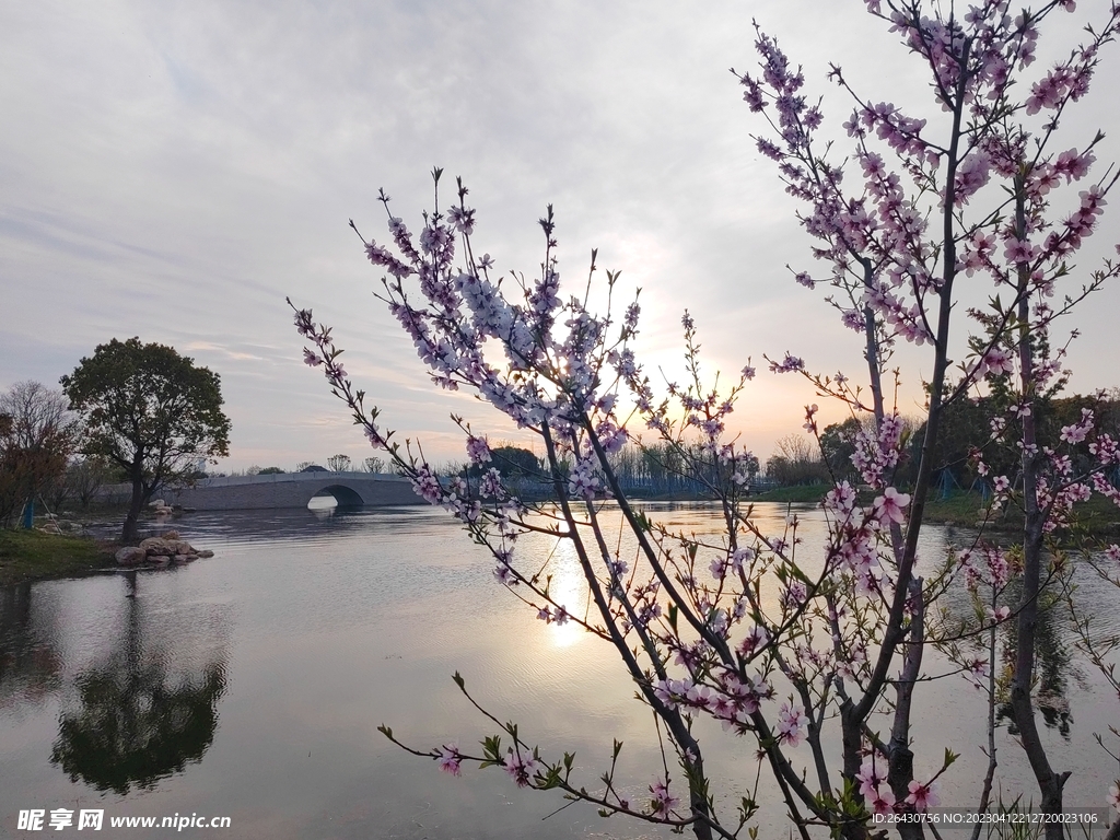 湖边桃花开