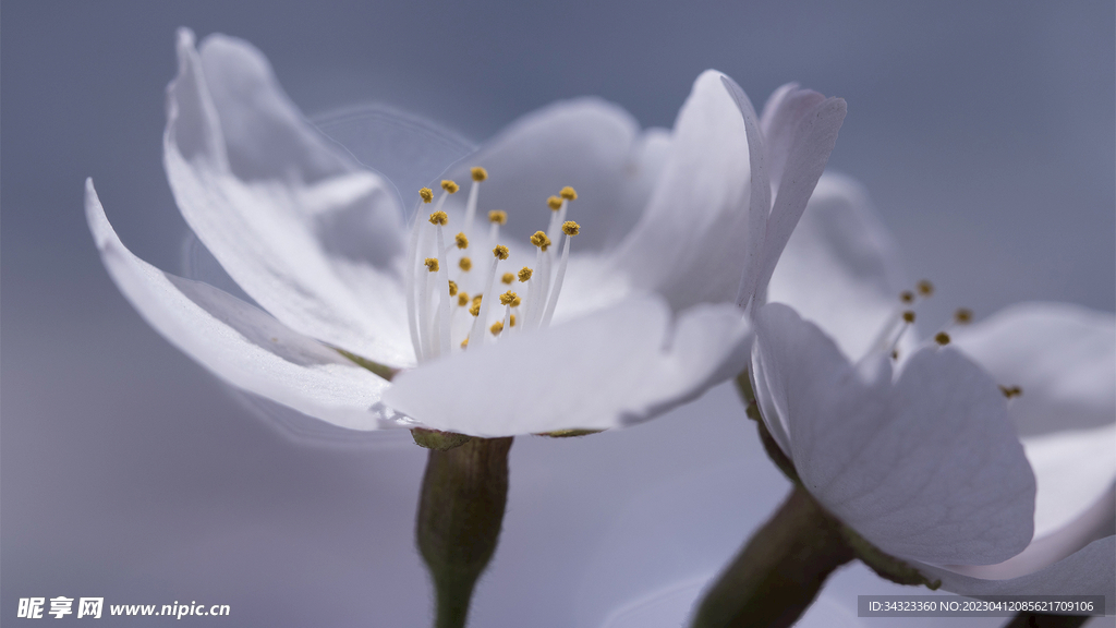 灰白色百合花绽放高清壁纸