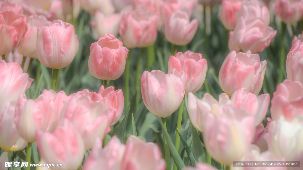 粉色少女郁金香花田高清