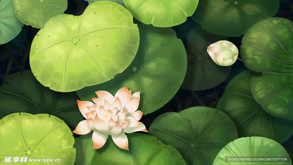 绿色荷花池开花美景