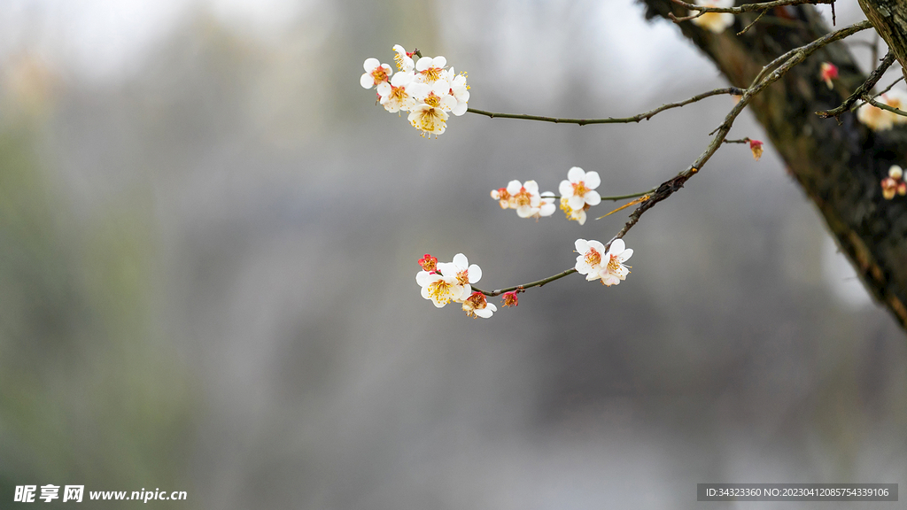 傲寒梅花独自开背景虚化