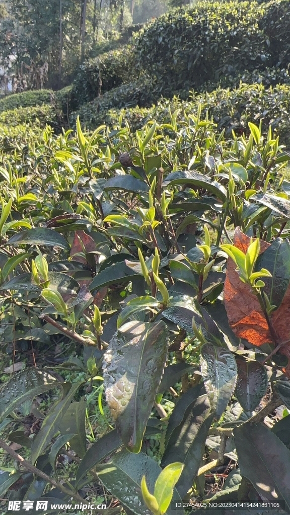 茶叶 清明 春天