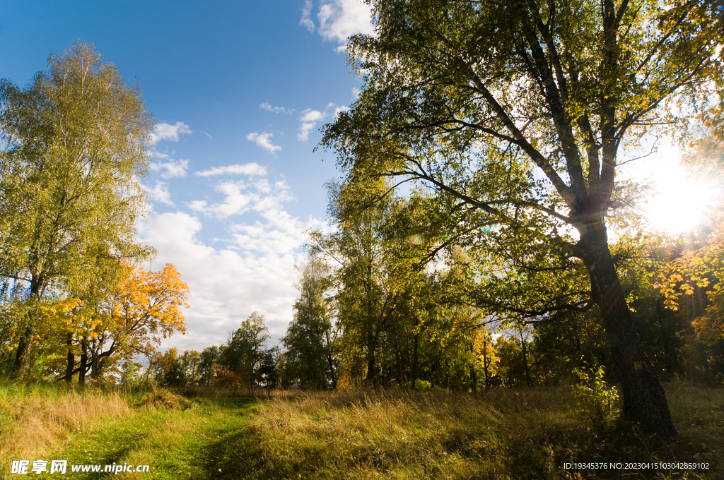 树林天空背景