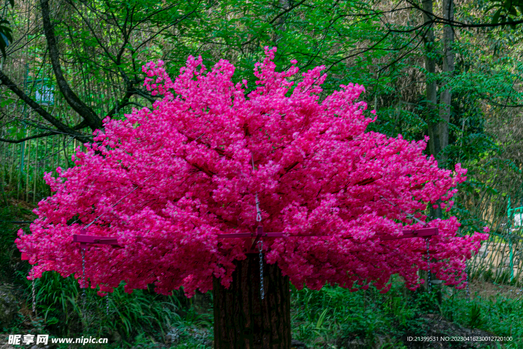 粉色花树