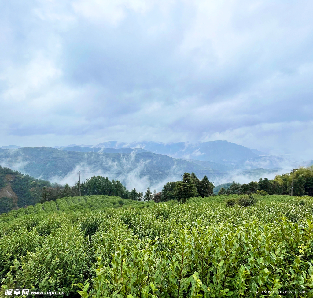 茶园 风景