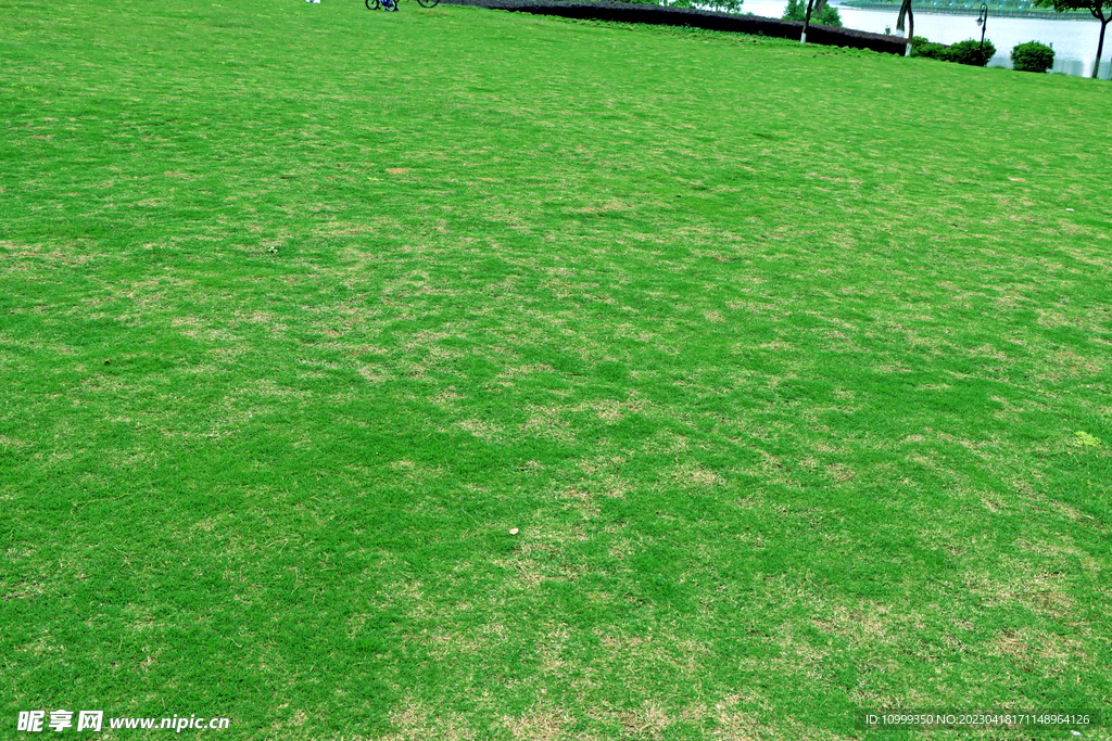 绿草坪
